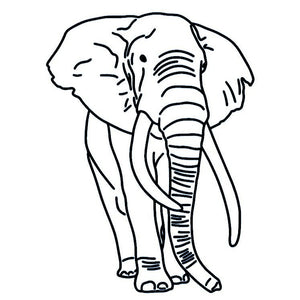 Elephant 2 - Temporalis