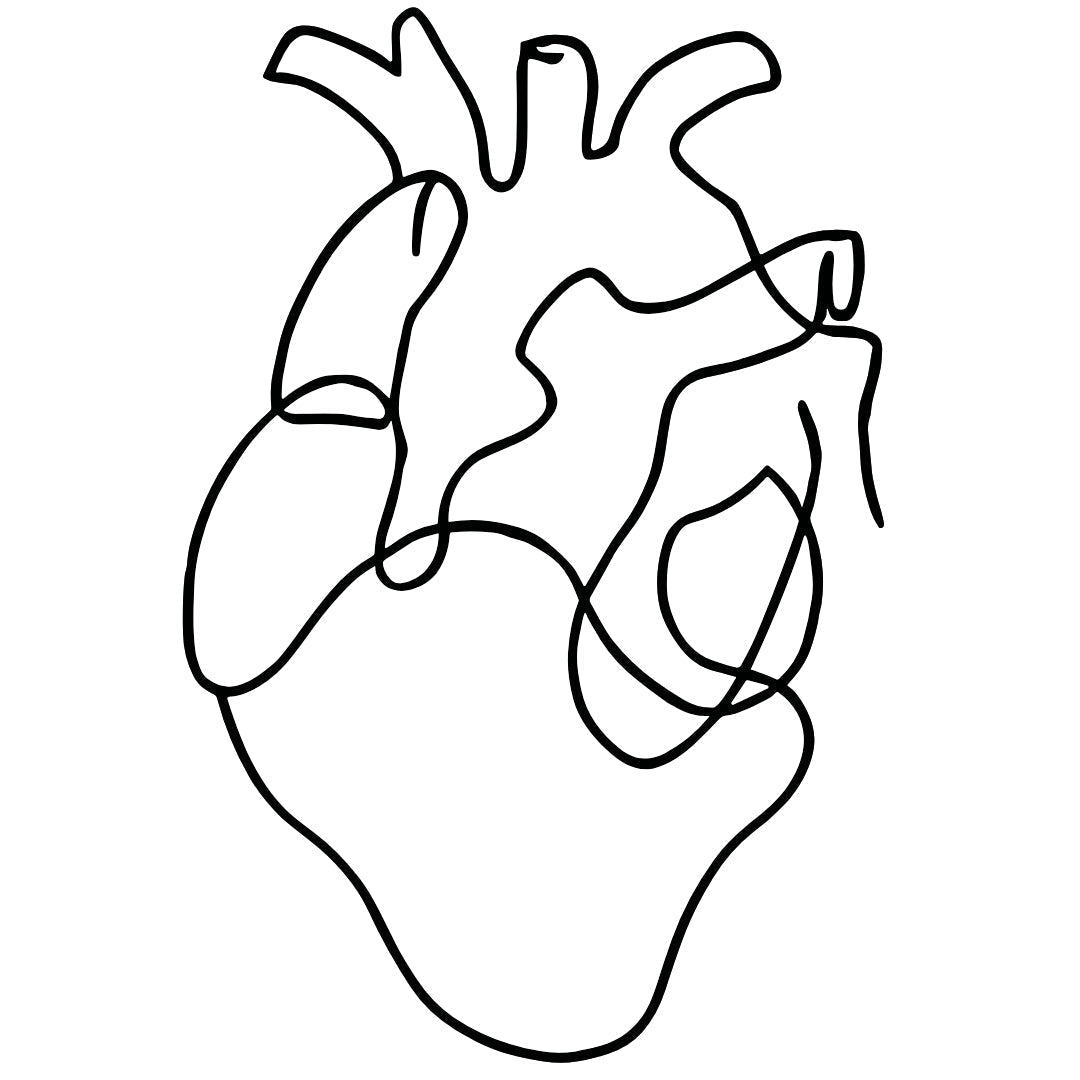 Anatomical Heart Outline 2 - Temporalis