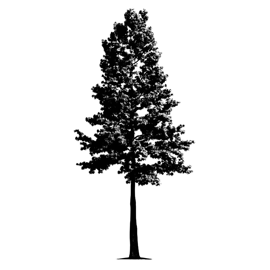 Majestic Pine 2 - Temporalis