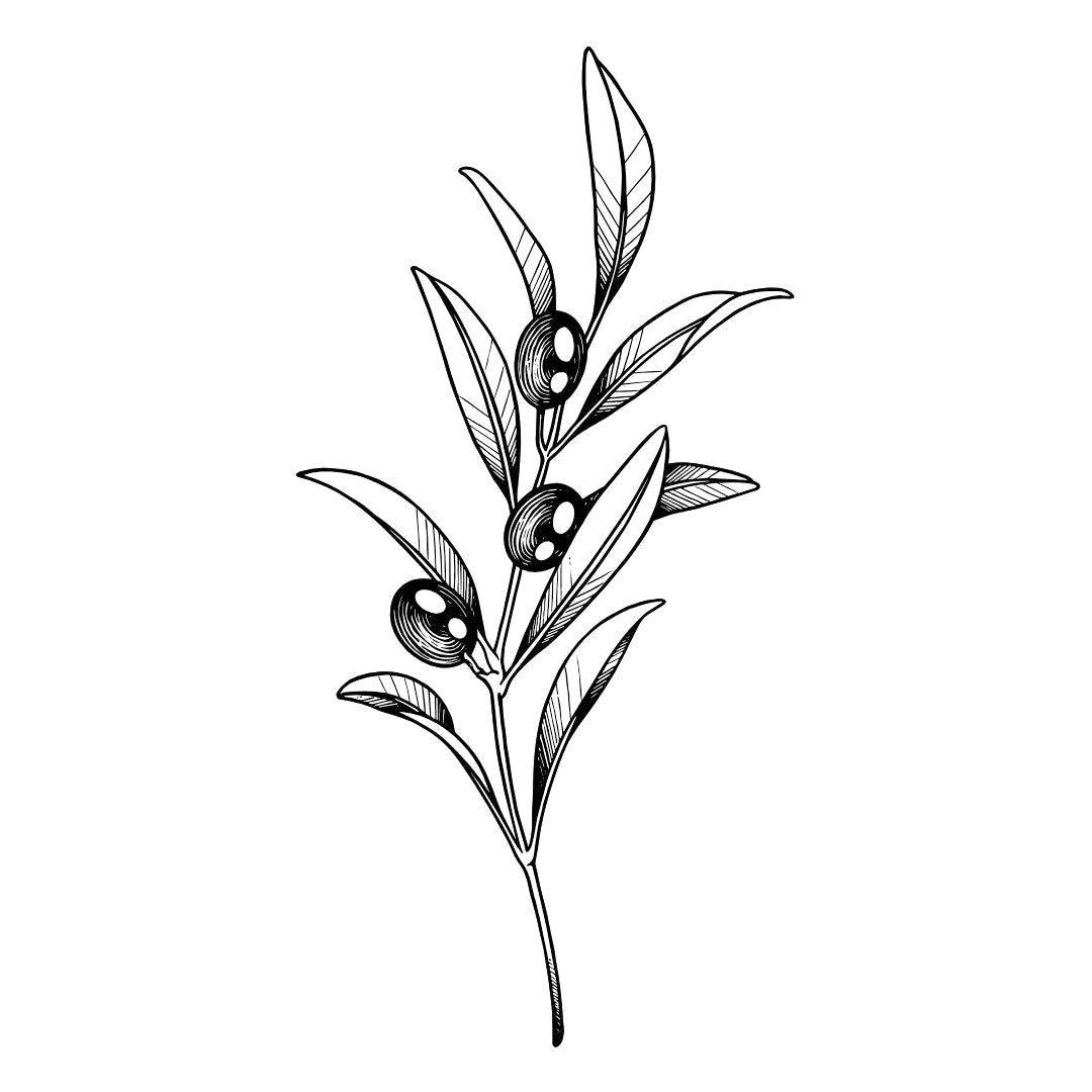 Olive Branch 2 - Temporalis